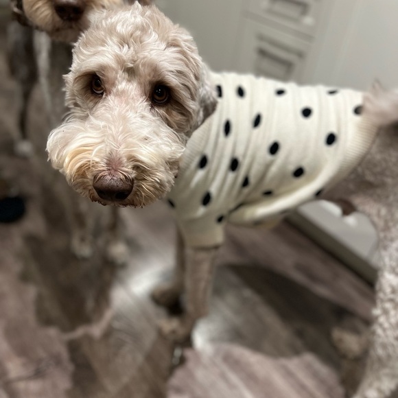 Gap polka dog sweater size M dog, not included lol 😂 behehe - Picture 1 of 7
